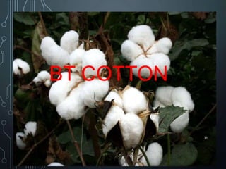 BT COTTON
31
 