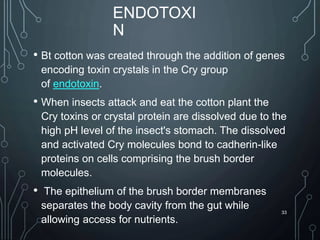 ENDOTOXI
N
• Bt cotton was created through the addition of genes
encoding toxin crystals in the Cry group
of endotoxin.
• When insects attack and eat the cotton plant the
Cry toxins or crystal protein are dissolved due to the
high pH level of the insect's stomach. The dissolved
and activated Cry molecules bond to cadherin-like
proteins on cells comprising the brush border
molecules.
• The epithelium of the brush border membranes
separates the body cavity from the gut while
allowing access for nutrients.
33
 