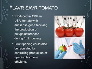 FLAVR SAVR TOMATO
• Produced in 1994 in
USA ,tomato with
antisense gene blocking
the production of
polygalacturonase
during fruit ripening.
• Fruit ripening could also
be regulated by
controlling production of
ripening hormone
ethylene. 35
 