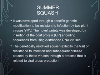 SUMMER
SQUASH
• It was developed through a specific genetic
modification to be resistant to infection by two plant
viruses YMV, The novel variety was developed by
insertion of the coat protein (CP) encoding
sequences from single-stranded RNA viruses.
• The genetically modified squash exhibits the trait of
resistance to infection and subsequent disease
caused by these viruses through a process that is
related to viral cross-protection
40
 