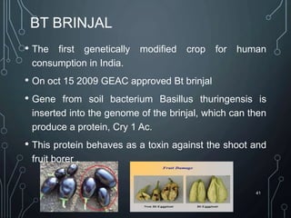 BT BRINJAL
• The first genetically modified crop for human
consumption in India.
• On oct 15 2009 GEAC approved Bt brinjal
• Gene from soil bacterium Basillus thuringensis is
inserted into the genome of the brinjal, which can then
produce a protein, Cry 1 Ac.
• This protein behaves as a toxin against the shoot and
fruit borer .
41
 