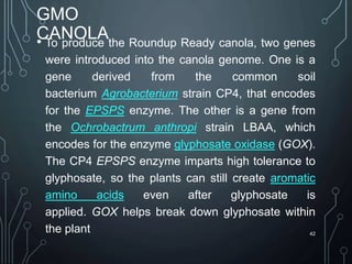 GMO
CANOLA
• To produce the Roundup Ready canola, two genes
were introduced into the canola genome. One is a
gene derived from the common soil
bacterium Agrobacterium strain CP4, that encodes
for the EPSPS enzyme. The other is a gene from
the Ochrobactrum anthropi strain LBAA, which
encodes for the enzyme glyphosate oxidase (GOX).
The CP4 EPSPS enzyme imparts high tolerance to
glyphosate, so the plants can still create aromatic
amino acids even after glyphosate is
applied. GOX helps break down glyphosate within
the plant 42
 