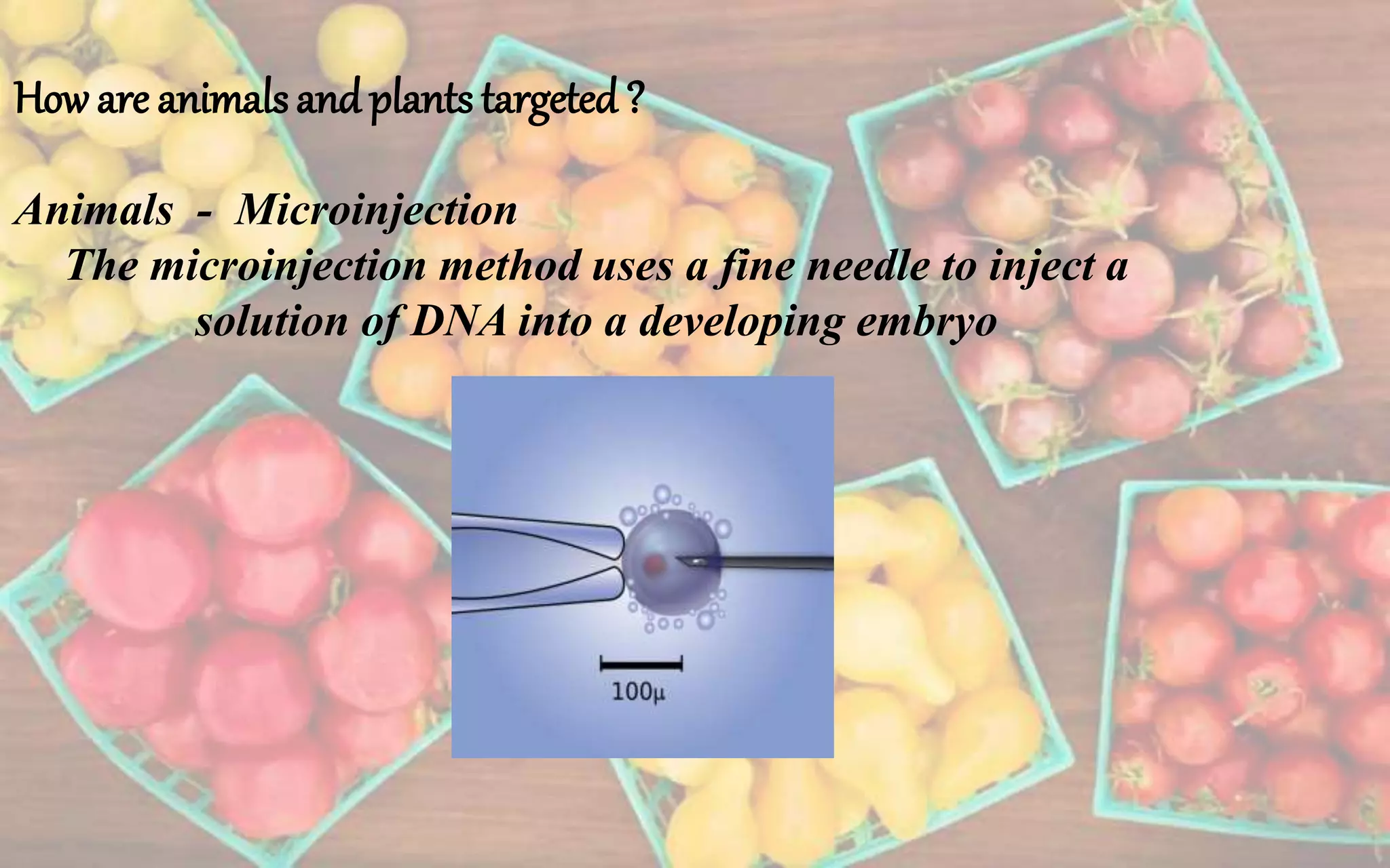 How are animalsand plants targeted ?
Animals - Microinjection
The microinjection method uses a fine needle to inject a
solution of DNA into a developing embryo
 