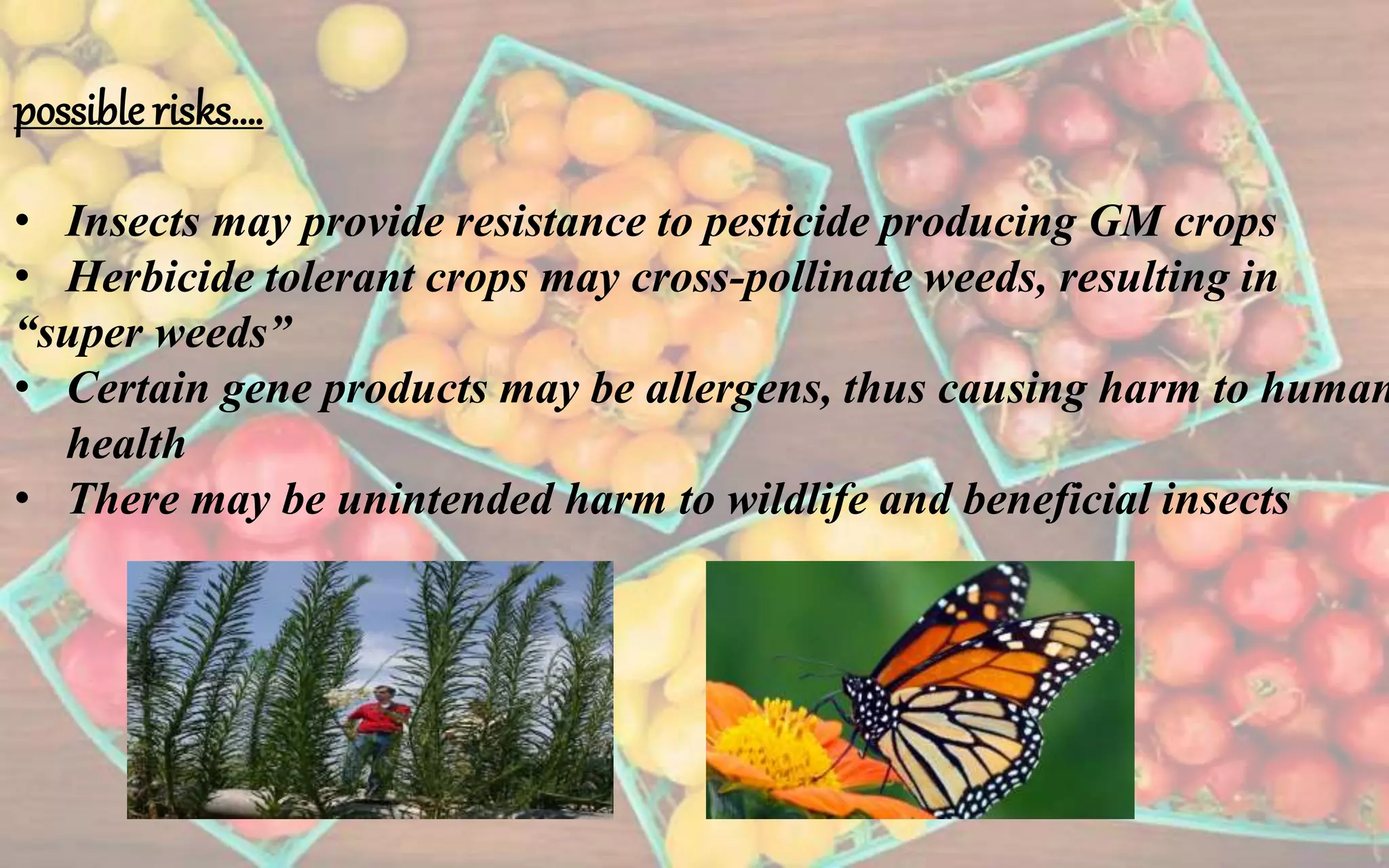 possible risks….
• Insects may provide resistance to pesticide producing GM crops
• Herbicide tolerant crops may cross-pollinate weeds, resulting in
“super weeds”
• Certain gene products may be allergens, thus causing harm to human
health
• There may be unintended harm to wildlife and beneficial insects
 