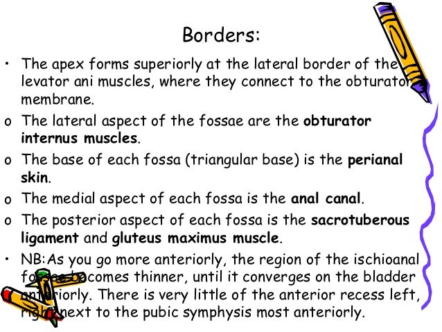 Perineum, ischioanal fossa, pudendal canal, urogenital diaphragm