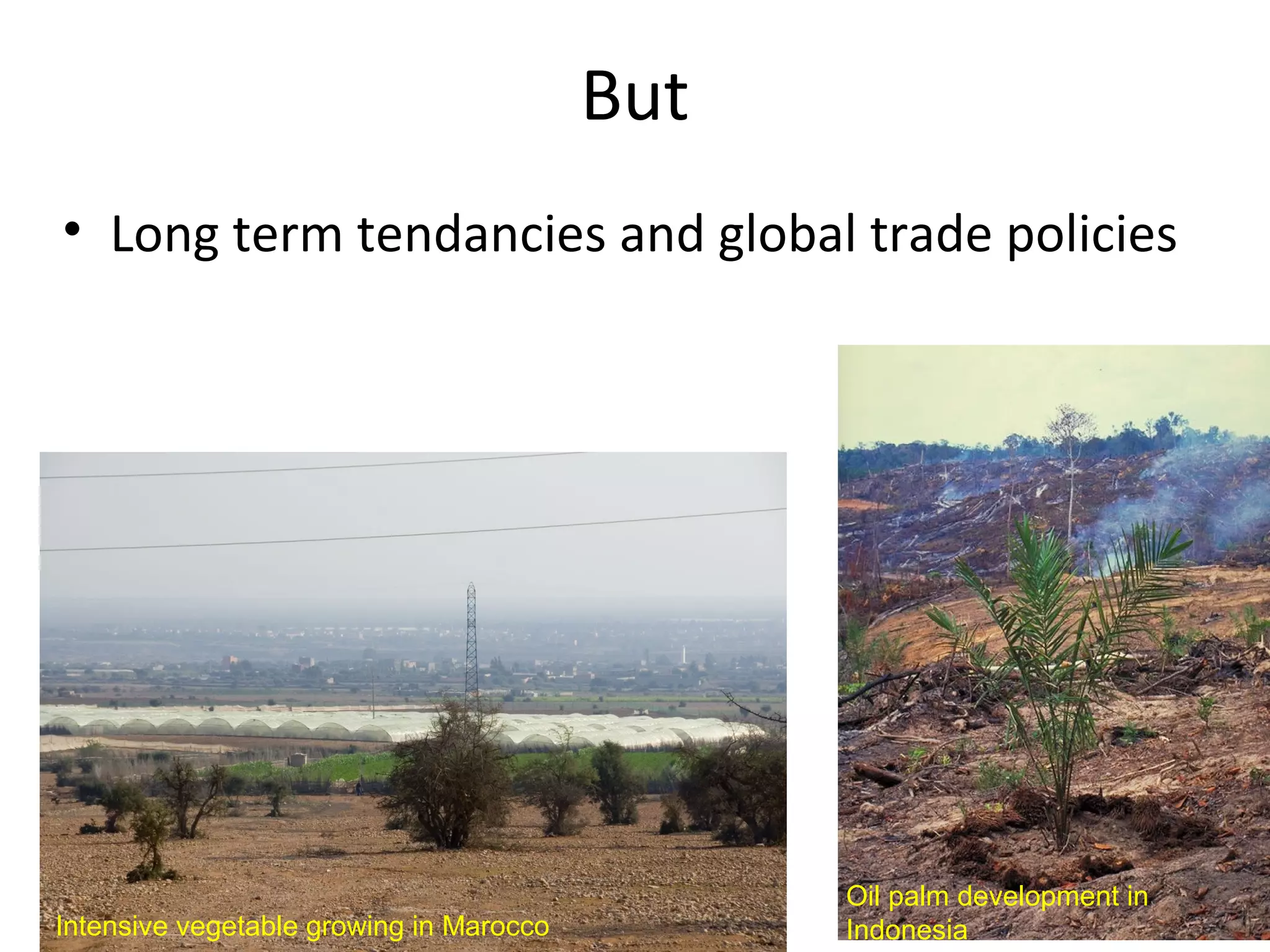 But
• Long term tendancies and global trade policies

Intensive vegetable growing in Marocco

Oil palm development in
Indonesia

 