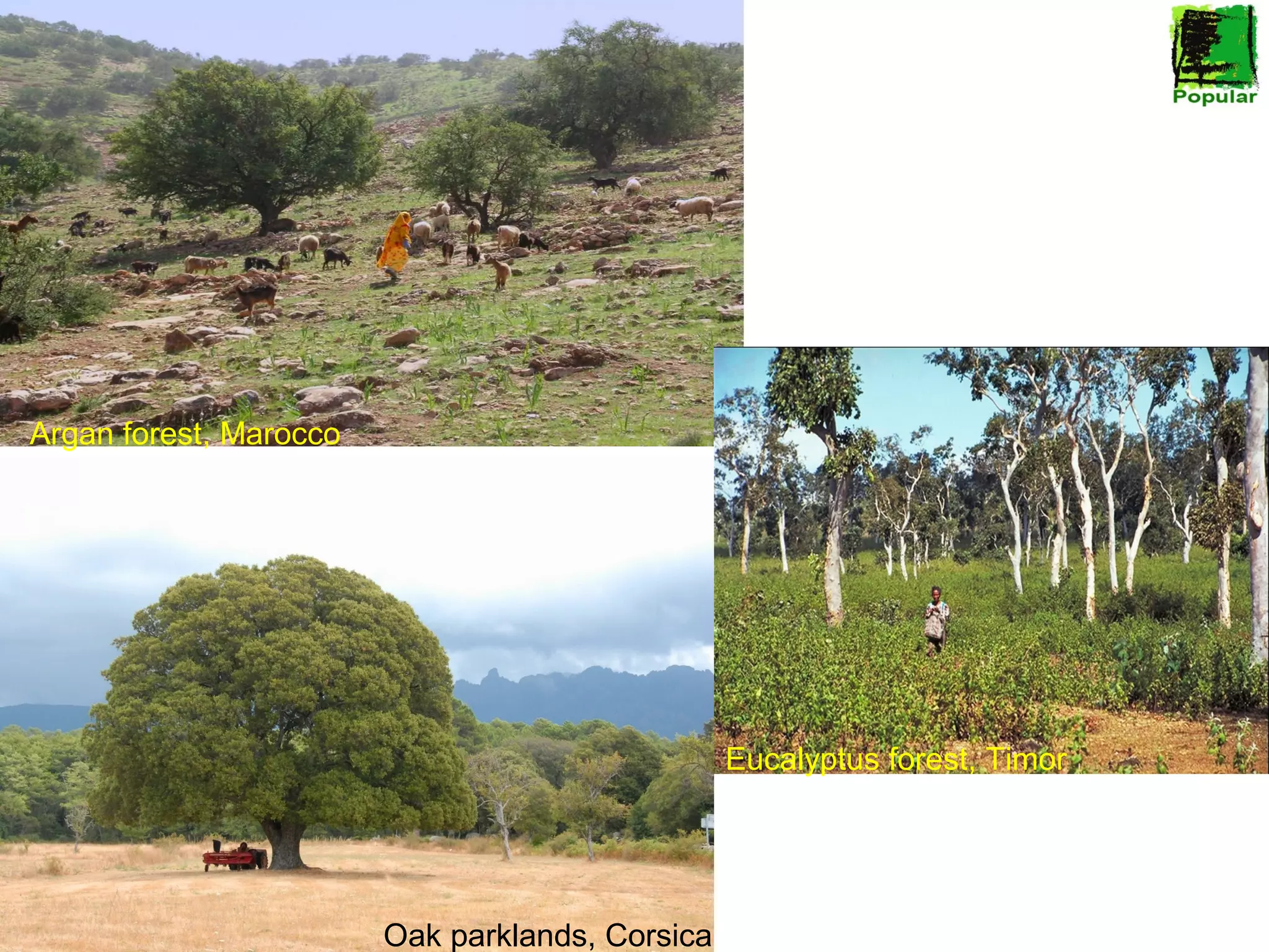 Argan forest, Marocco

Eucalyptus forest, Timor

Oak parklands, Corsica

 