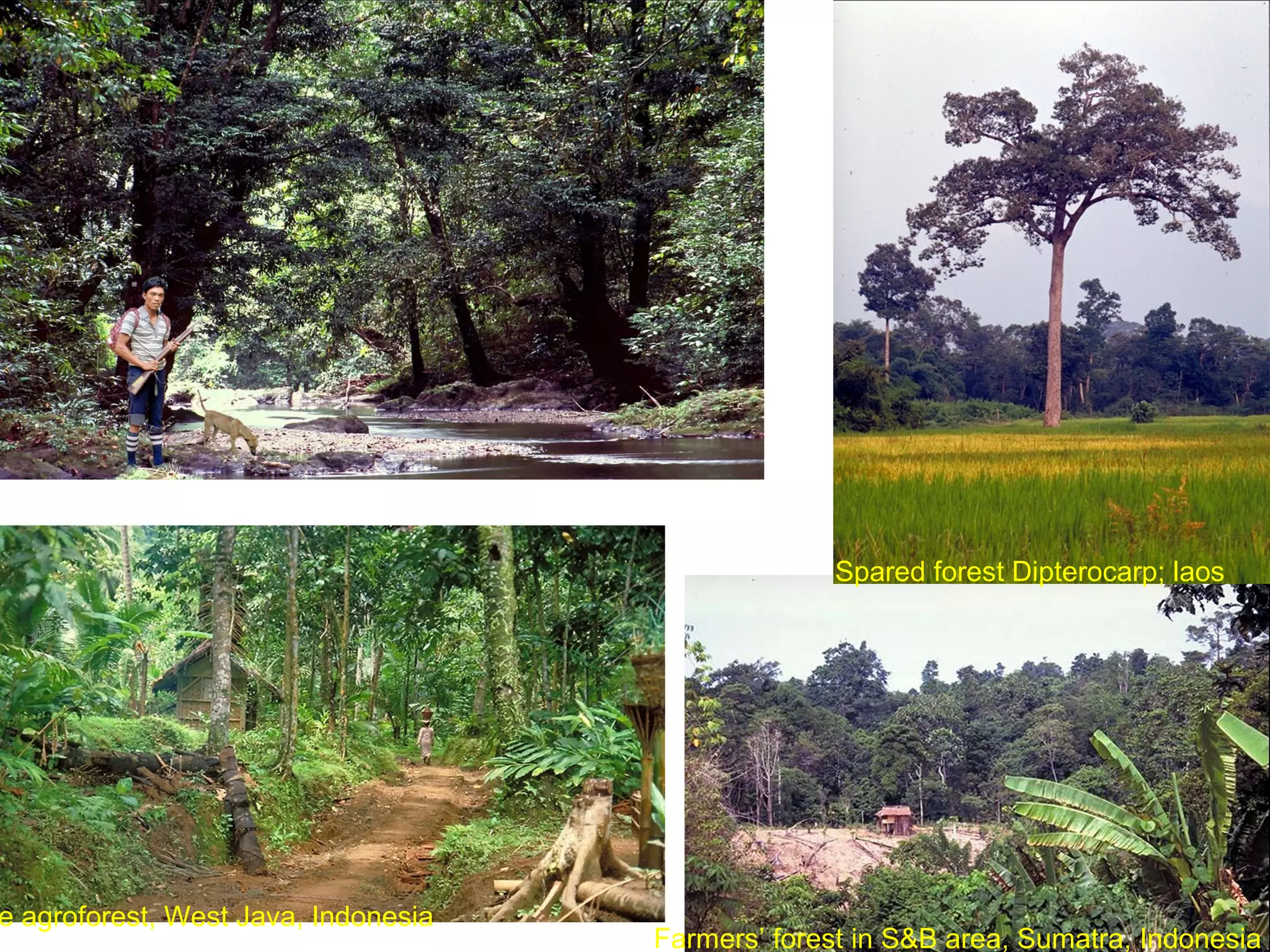 Domestic forest for collection, Sumatra, Indonesia

e agroforest, West Java, Indonesia

Spared forest Dipterocarp; laos

Farmers’ forest in S&B area, Sumatra, Indonesia

 