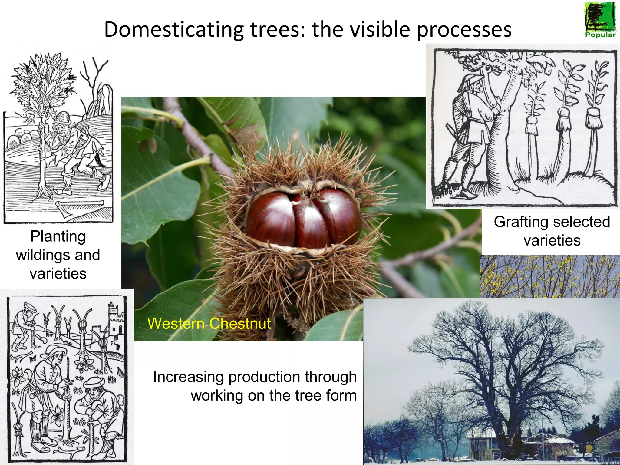 Domesticating trees: the visible processes

Grafting selected
varieties

Planting
wildings and
varieties
Western Chestnut
Increasing production through
working on the tree form

 