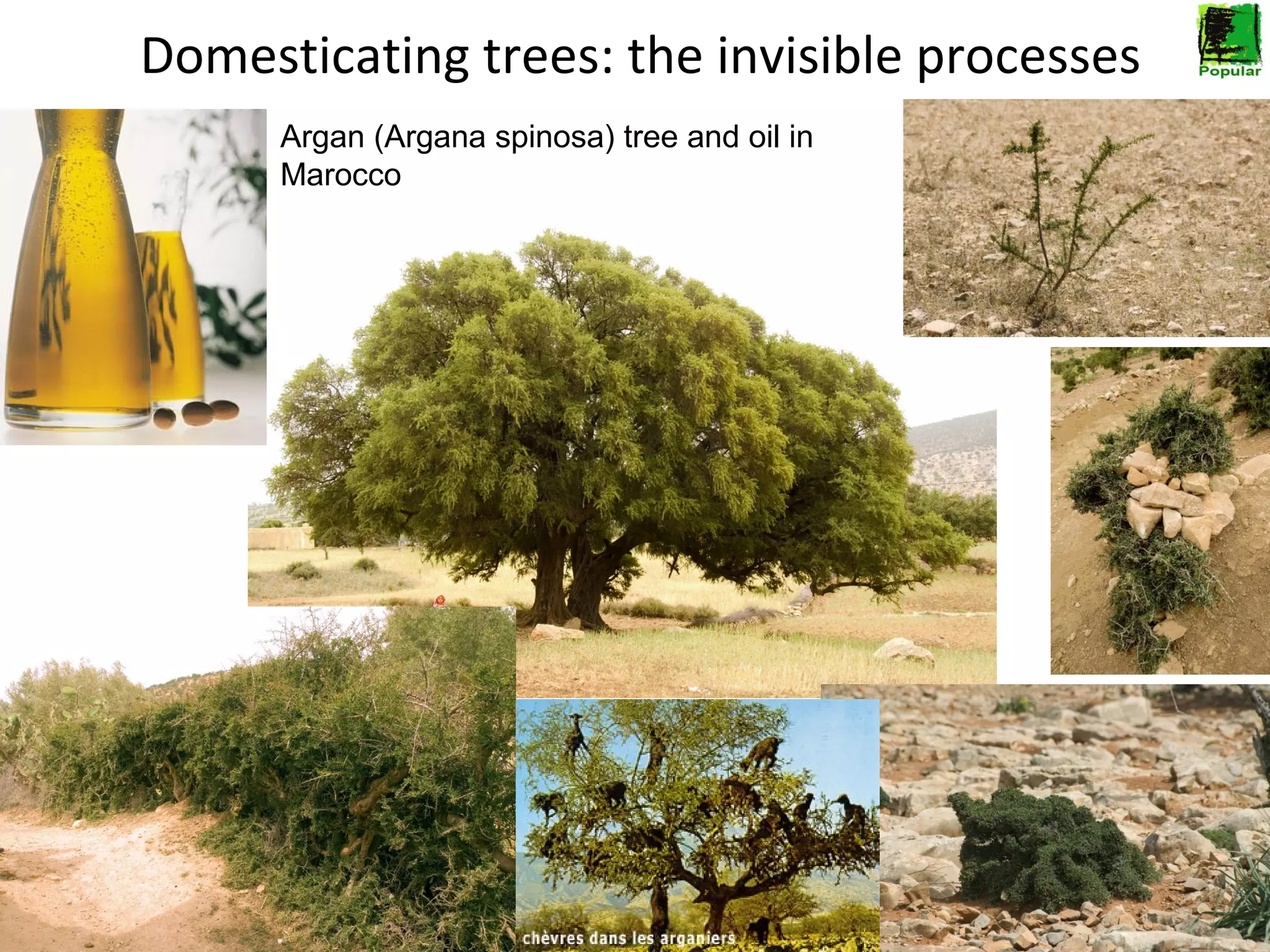 Domesticating trees: the invisible processes
Argan (Argana spinosa) tree and oil in
Marocco

 