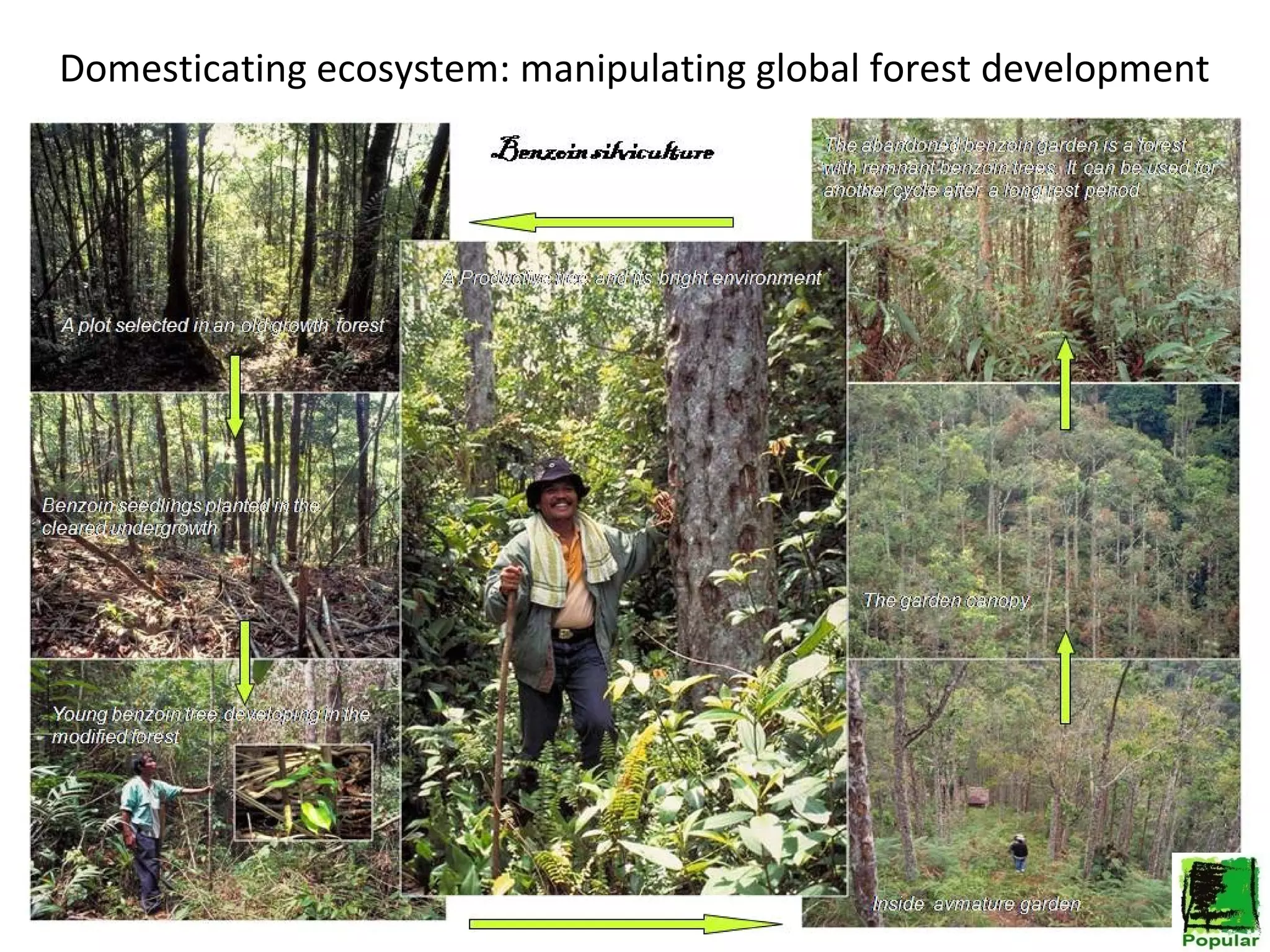 Domesticating ecosystem: manipulating global forest development

 