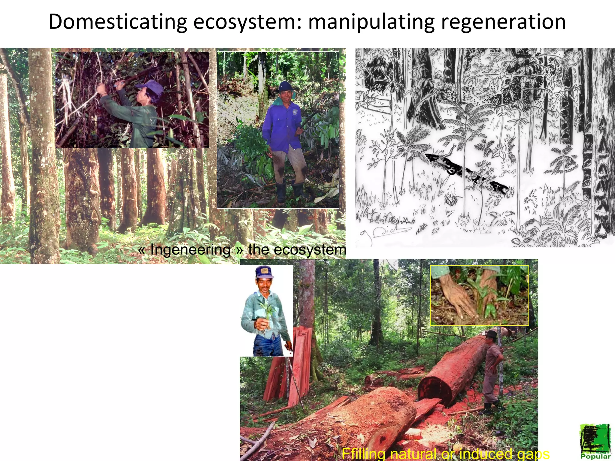 Domesticating ecosystem: manipulating regeneration

« Ingeneering » the ecosystem

Ffilling natural or induced gaps

 