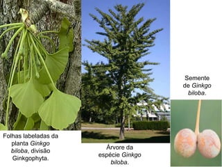 Folhas labeladas da
planta Ginkgo
biloba, divisão
Ginkgophyta.
Árvore da
espécie Ginkgo
biloba.
Semente
de Ginkgo
biloba.
 