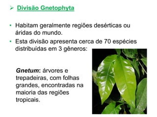  Divisão Gnetophyta
• Habitam geralmente regiões desérticas ou
áridas do mundo.
• Esta divisão apresenta cerca de 70 espécies
distribuídas em 3 gêneros:
Gnetum: árvores e
trepadeiras, com folhas
grandes, encontradas na
maioria das regiões
tropicais.
 