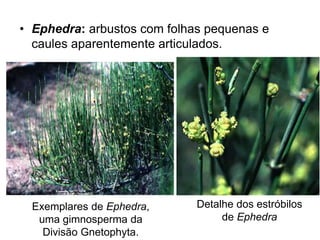 • Ephedra: arbustos com folhas pequenas e
caules aparentemente articulados.
Exemplares de Ephedra,
uma gimnosperma da
Divisão Gnetophyta.
Detalhe dos estróbilos
de Ephedra
 