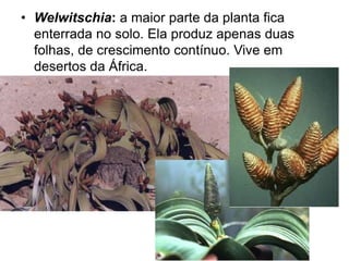 • Welwitschia: a maior parte da planta fica
enterrada no solo. Ela produz apenas duas
folhas, de crescimento contínuo. Vive em
desertos da África.
 