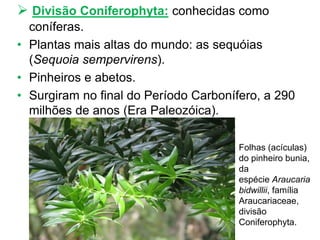  Divisão Coniferophyta: conhecidas como
coníferas.
• Plantas mais altas do mundo: as sequóias
(Sequoia sempervirens).
• Pinheiros e abetos.
• Surgiram no final do Período Carbonífero, a 290
milhões de anos (Era Paleozóica).
Folhas (acículas)
do pinheiro bunia,
da
espécie Araucaria
bidwillii, família
Araucariaceae,
divisão
Coniferophyta.
 