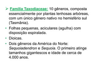  Família Taxodiaceae: 10 gêneros, composta
essencialmente por plantas lenhosas arbóreas,
com um único gênero nativo no hemisfério sul
(Tasmânia).
• Folhas pequenas, aciculares (agulha) com
disposição espiralada.
• Dioicas.
• Dois gêneros da América do Norte:
Sequoiadendron e Sequoia. O primeiro atinge
tamanhos gigantescos e idade de cerca de
4.000 anos.
 