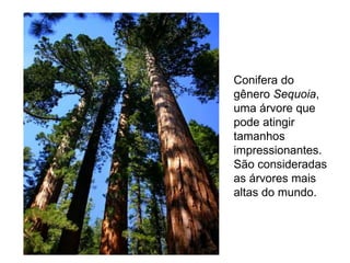 Conifera do
gênero Sequoia,
uma árvore que
pode atingir
tamanhos
impressionantes.
São consideradas
as árvores mais
altas do mundo.
 
