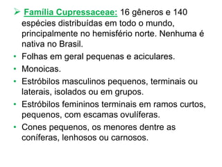  Família Cupressaceae: 16 gêneros e 140
espécies distribuídas em todo o mundo,
principalmente no hemisfério norte. Nenhuma é
nativa no Brasil.
• Folhas em geral pequenas e aciculares.
• Monoicas.
• Estróbilos masculinos pequenos, terminais ou
laterais, isolados ou em grupos.
• Estróbilos femininos terminais em ramos curtos,
pequenos, com escamas ovulíferas.
• Cones pequenos, os menores dentre as
coníferas, lenhosos ou carnosos.
 