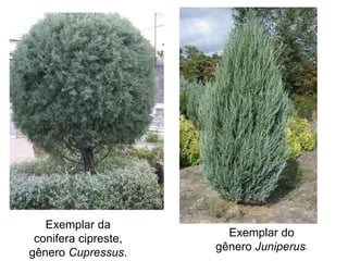 Exemplar da
conifera cipreste,
gênero Cupressus.
Exemplar do
gênero Juniperus.
 