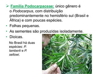  Família Podocarpaceae: único gênero é
o Podocarpus, com distribuição
predominantemente no hemisfério sul (Brasil e
África) e com poucas espécies.
• Folhas pequenas.
• As sementes são produzidas isoladamente.
• Dioicas.
No Brasil há duas
espécies: P.
lamberti e P.
sellowi.
 