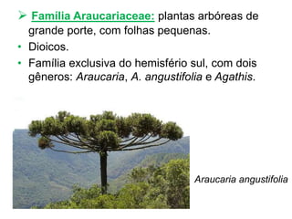  Família Araucariaceae: plantas arbóreas de
grande porte, com folhas pequenas.
• Dioicos.
• Família exclusiva do hemisfério sul, com dois
gêneros: Araucaria, A. angustifolia e Agathis.
Araucaria angustifolia
 