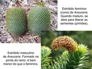 Estróbilo feminino
(cone) de Araucaria.
Quando maduro, se
abre para liberar as
sementes (pinhões).
Estróbilo masculino
de Araucaria. Formado na
ponta do ramo, é bem
menor do que o feminino.
 