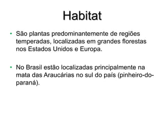Habitat
• São plantas predominantemente de regiões
temperadas, localizadas em grandes florestas
nos Estados Unidos e Europa.
• No Brasil estão localizadas principalmente na
mata das Araucárias no sul do país (pinheiro-do-
paraná).
 