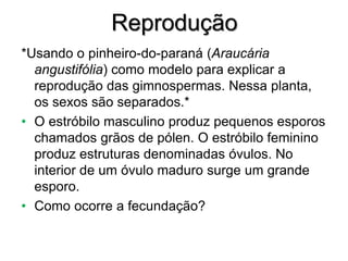 Reprodução
*Usando o pinheiro-do-paraná (Araucária
angustifólia) como modelo para explicar a
reprodução das gimnospermas. Nessa planta,
os sexos são separados.*
• O estróbilo masculino produz pequenos esporos
chamados grãos de pólen. O estróbilo feminino
produz estruturas denominadas óvulos. No
interior de um óvulo maduro surge um grande
esporo.
• Como ocorre a fecundação?
 