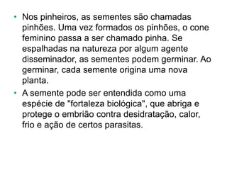 • Nos pinheiros, as sementes são chamadas
pinhões. Uma vez formados os pinhões, o cone
feminino passa a ser chamado pinha. Se
espalhadas na natureza por algum agente
disseminador, as sementes podem germinar. Ao
germinar, cada semente origina uma nova
planta.
• A semente pode ser entendida como uma
espécie de "fortaleza biológica", que abriga e
protege o embrião contra desidratação, calor,
frio e ação de certos parasitas.
 