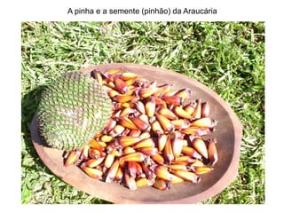 A pinha e a semente (pinhão) da Araucária
 