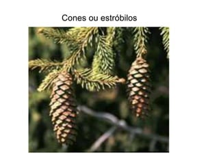 Cones ou estróbilos
 