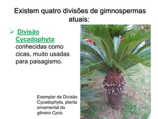 Existem quatro divisões de gimnospermas
atuais:
 Divisão
Cycadophyta:
conhecidas como
cicas, muito usadas
para paisagismo.
Exemplar da Divisão
Cycadophyta, planta
ornamental do
gênero Cyca.
 