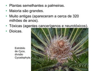 • Plantas semelhantes a palmeiras.
• Maioria são grandes.
• Muito antigas (apareceram a cerca de 320
milhões de anos).
• Tóxicas (agentes cancerígenos e neurotóxicos).
• Dioicas.
Estróbilo
de Cyca,
divisão
Cycadophyta.
 