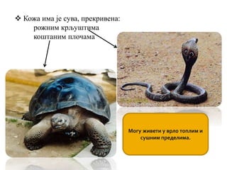  Кожа има је сува, прекривена:
рожним крљуштима
коштаним плочама
Могу живети у врло топлим и
сушним пределима.
 