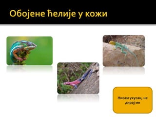 Нисам укусан, не
дирај ме
 