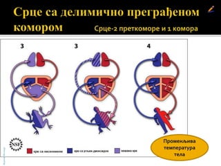 БојанаМолнар
Променљива
температура
тела
 