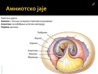 Омотачи јајета:
Амнион = кесица са водом-спречава исушивање
Алантоис-ослобађање штетних материја
Хорион-дисање
БојанаМолнар
Љуска
Алантоис
Амнион
Жуманце
Хорион
Ембрион
 