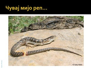 БојанаМолнар
 