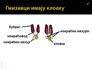 БојанаМолнар
 