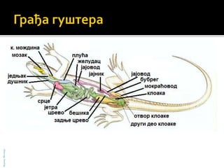 БојанаМолнар
 