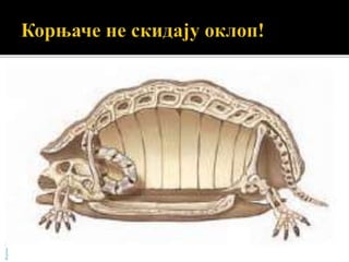 лобања
врат
(кичменица)
ребра
БојанаМолнар
 