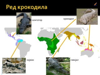 алигатор
крокодил
гавијалкајман
БојанаМолнар
 