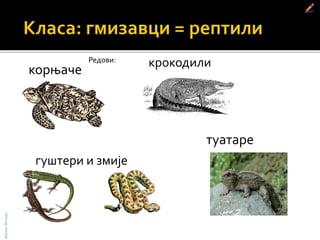 корњаче
крокодили
гуштери и змије
туатаре
Редови:
БојанаМолнар
 