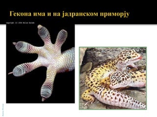 БојанаМолнар
 