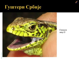 Ливадски гуштер
Страшна
звер 
БојанаМолнар
 