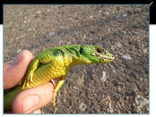 велики зелембаћ зелембаћ
БојанаМолнар
 