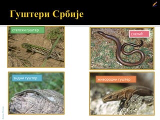 зидни гуштер
степски гуштер
живородни гуштер
БојанаМолнар
слепић
 