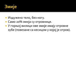 Издужено тело, без ногу.
 Само 20% змија су отровнице.
 У горњој вилици ове змије имају отровне
зубе (повезане са кесицом у којој је отров).
 